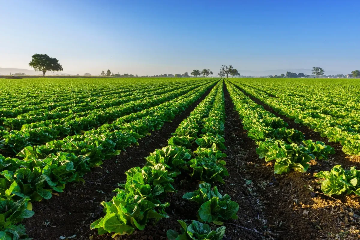 Organic, non-GMO crop rows